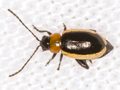 Longitarsus dorsalis